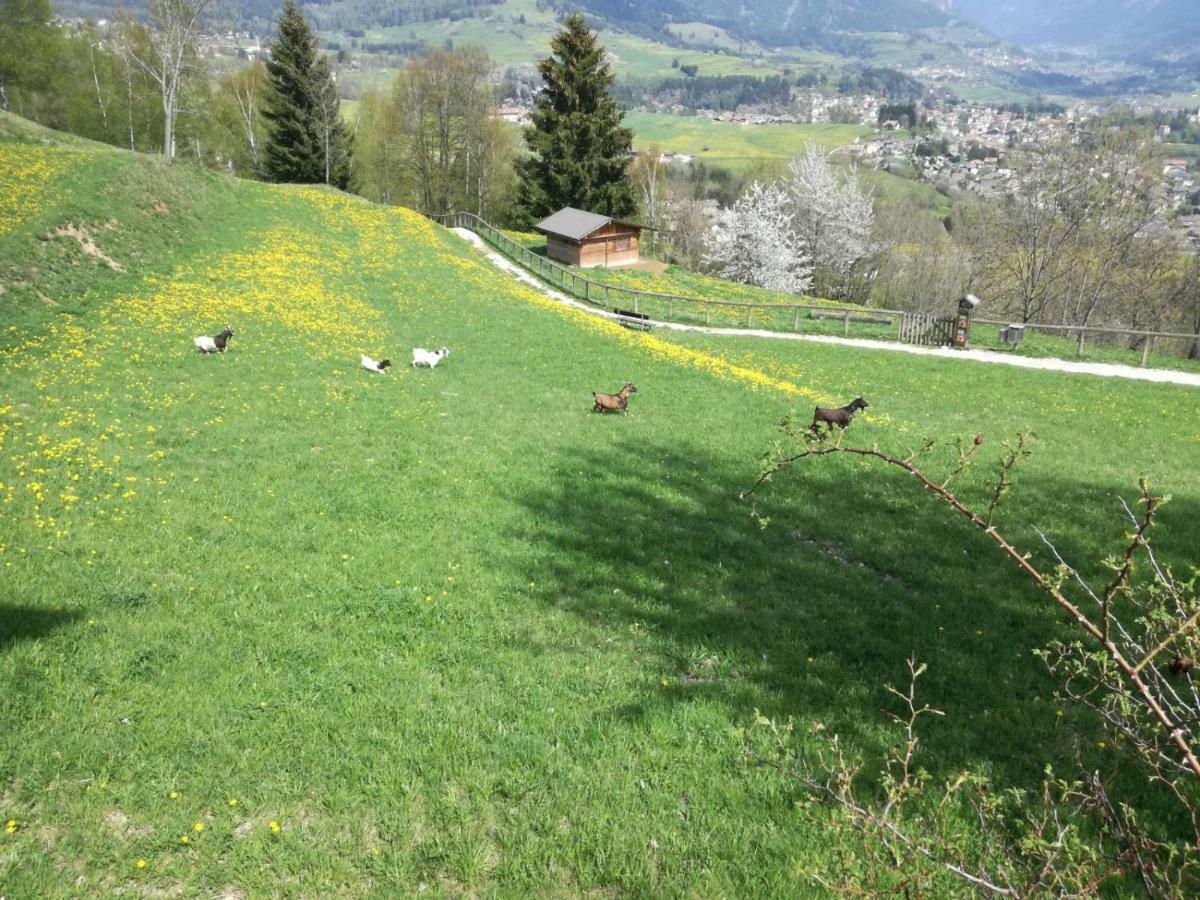 קראנו Appartamento Tiziana Val Di Fiemme מראה חיצוני תמונה